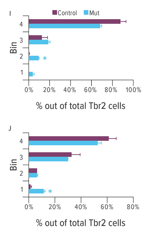 Fig B: The bar charts I and J show the distribution and number of Tbr2 cells at E11.5 (I) and E12.5 (J) 